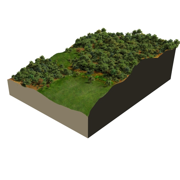 foresta di querce modello 3d