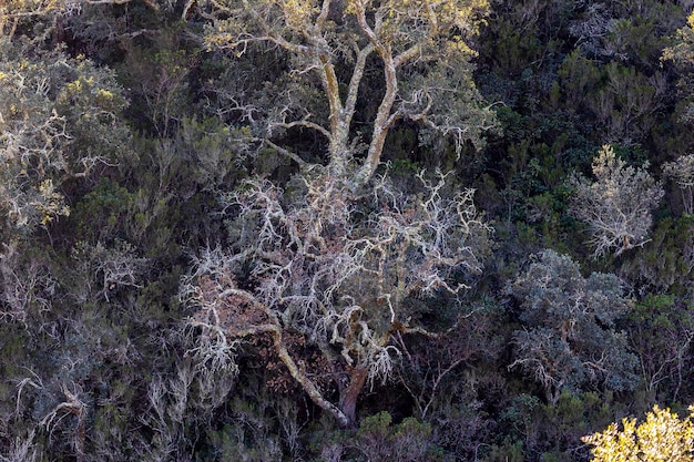 Foresta di Quercus suber