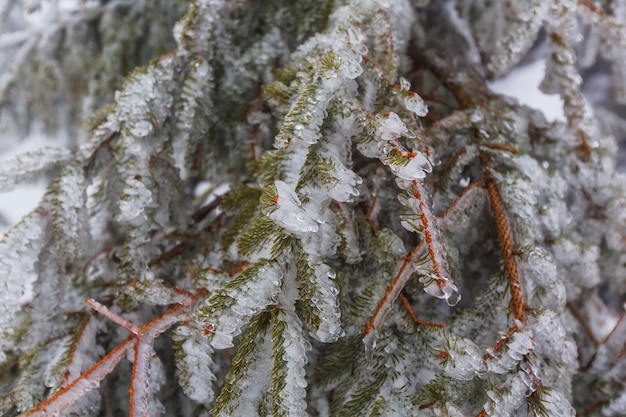 Foresta di scena invernale ricoperta di neve, tonica come il filtro di instagram