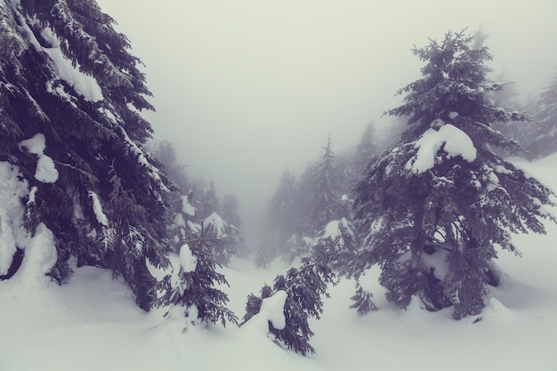 Foresta di scena invernale ricoperta di neve, tonica come il filtro di instagram