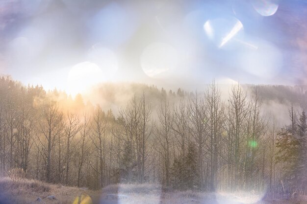 Foresta di scena invernale ricoperta di neve, tonica come il filtro di instagram