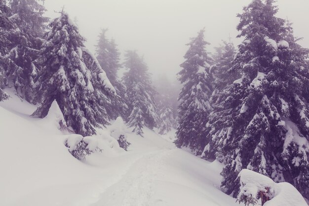 Foresta di scena invernale ricoperta di neve, tonica come il filtro di instagram