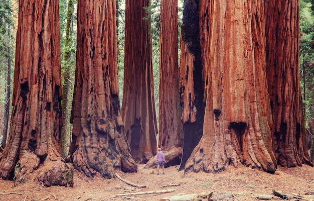 Foresta di sequoie nella stagione estiva