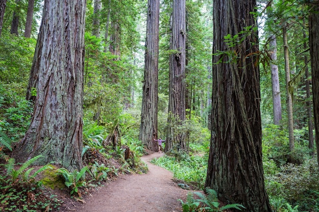 Foresta di sequoie nella stagione estiva