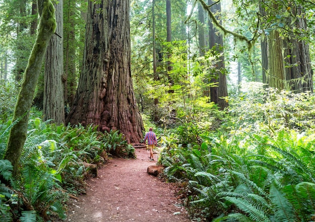 Foresta di sequoie nella stagione estiva