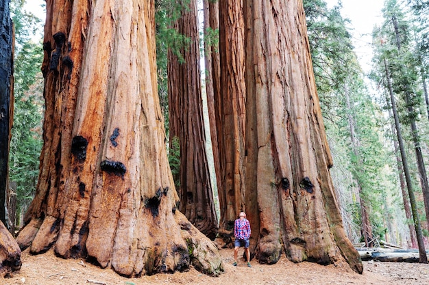 Foresta di sequoie nella stagione estiva