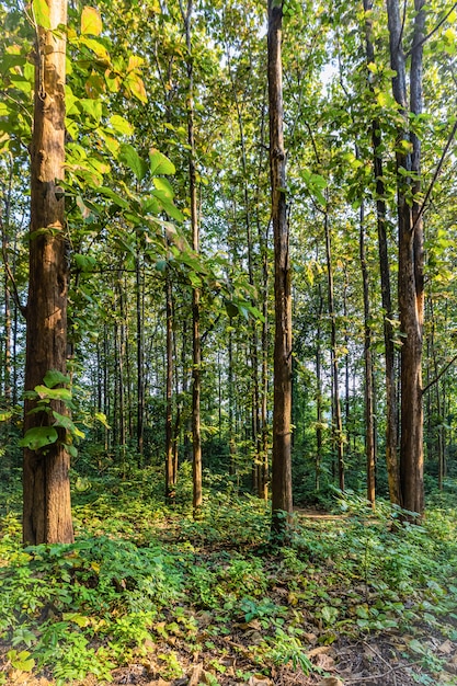 Foresta di teak con luce del mattino