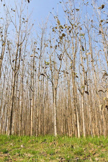 Foresta di teak