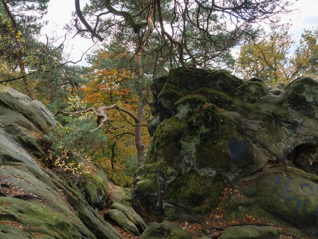 Foresta di Teutoburgo in Vestfalia