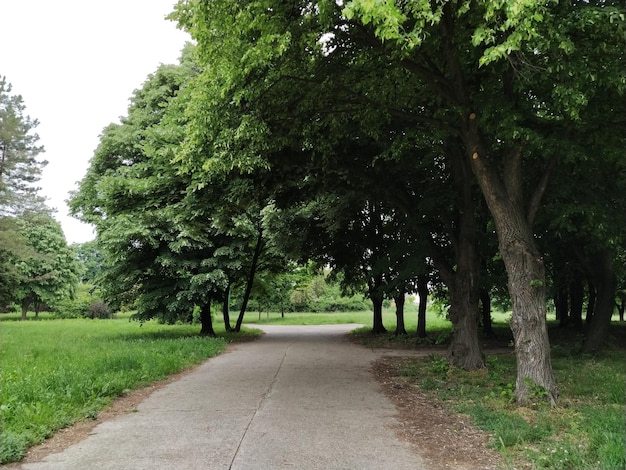 Foresta di tigli La strada nel parco cittadino Paesaggio primaverile Posto bello e accogliente Alberi decidui con tronchi Serbia Montagna Fruska La natura dell'Europa meridionale e orientale