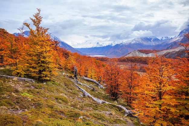 Foresta dorata e rossa di bellezza vicino al Fitz Roy. È una montagna vicino a El Chalten in Patagonia, al confine tra Argentina e Cile.