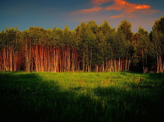 Foresta drammatica al tramonto sfondo hd