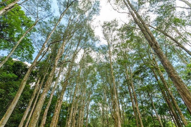 Foresta e cielo