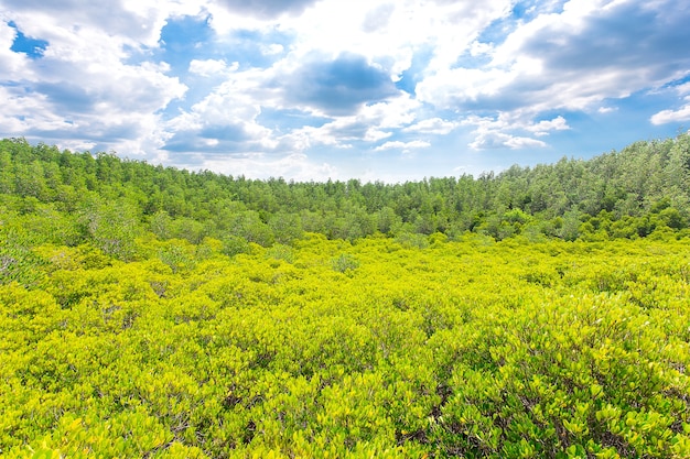 Foresta e cielo