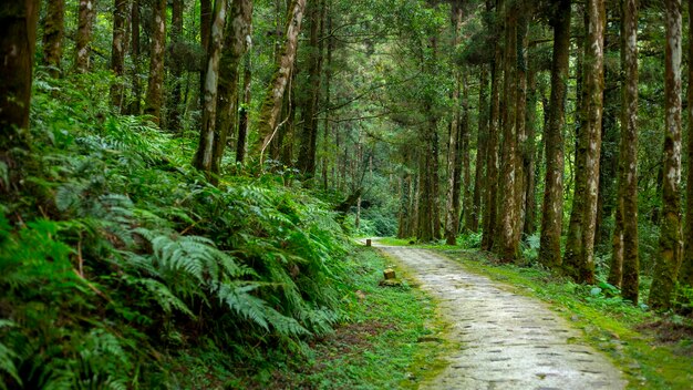 Foresta e laghi di montagna nella contea di Yilan Taiwan il sentiero forestale di Mingchi Villa