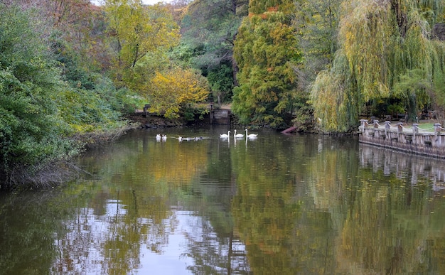 Foresta e lago in autunno