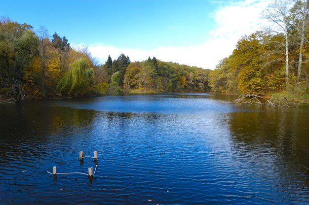 Foresta e lago