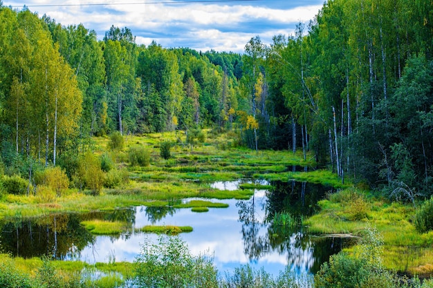 Foresta e lago