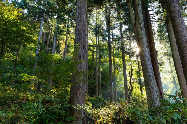 Foresta e luce del sole