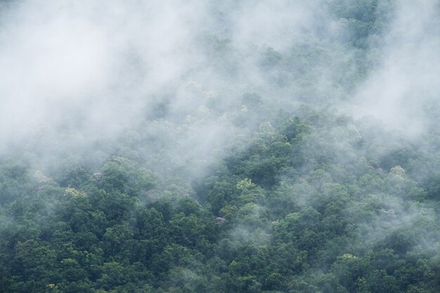 Foresta e nebbia