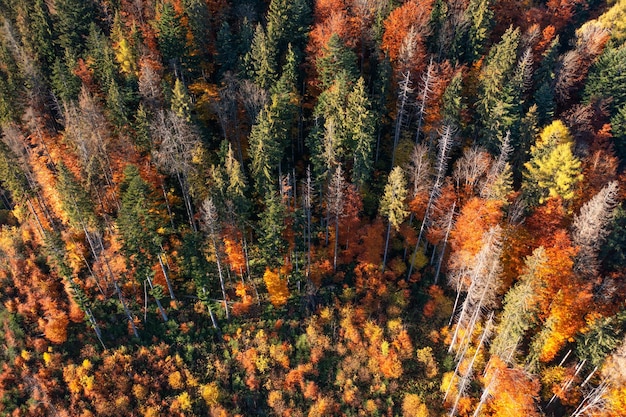 Foresta e prato autunnali luminosi e colorati all'alba Vista drone