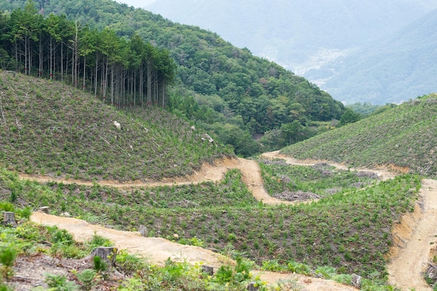 Foresta e prato