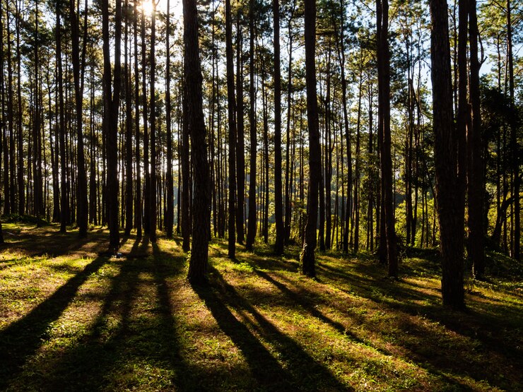 Foto foresta e sole al mattino