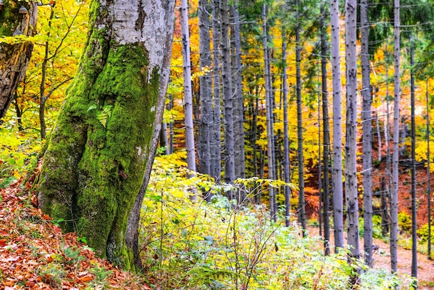 Foresta e un sentiero cosparso di alberi nelle montagne ucraine