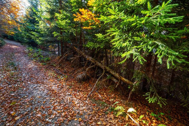 Foresta e un sentiero cosparso di alberi nelle montagne ucraine