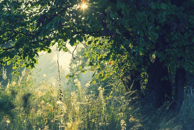 Foresta estiva all'ora dell'alba. Sfondo estivo stimolante.