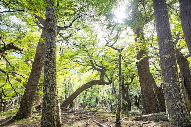 Foresta estiva in fase di alba. Estate stimolante.