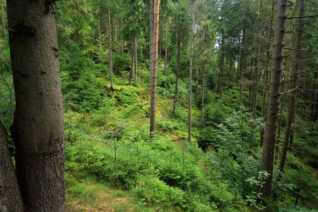 Foresta estiva nei Carpazi su un pendio di montagna