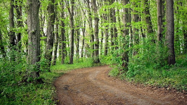 Foresta estiva. Strada del suolo nel bosco di latifoglie