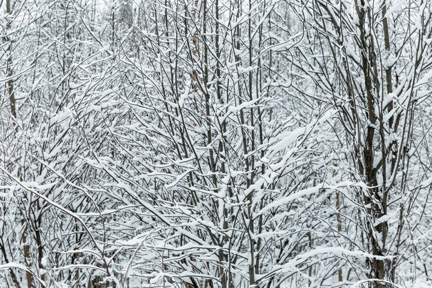 Foresta fatata invernale innevata. Tonificante. Spazio per il testo.