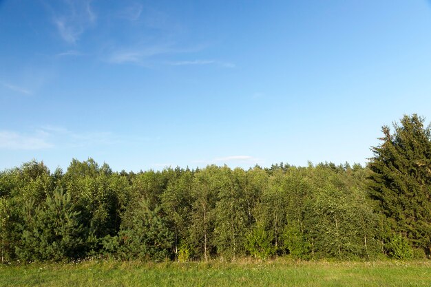 Foresta fotografata durante l'estate