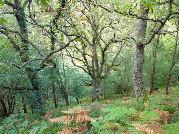 Foresta frondosa con albero unico e toni caldixA