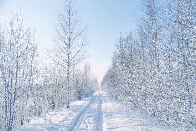 Foresta gelida di inverno con gli alberi congelati