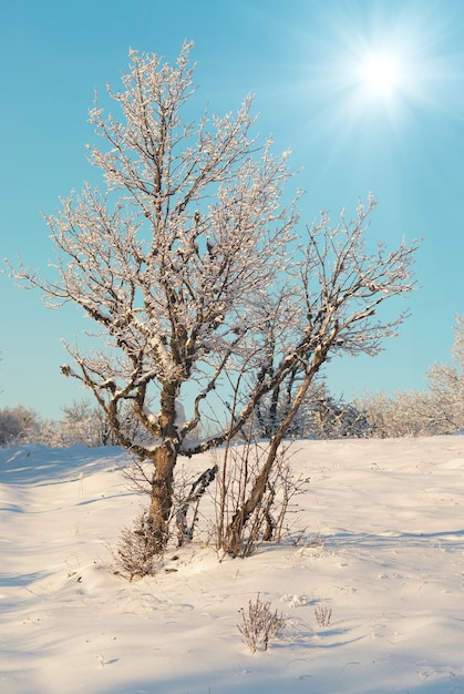 Foresta ghiacciata di inverno nella giornata di sole