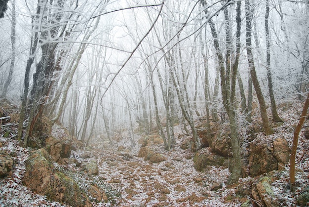 Foresta ghiacciata invernale con bellissimi alberi