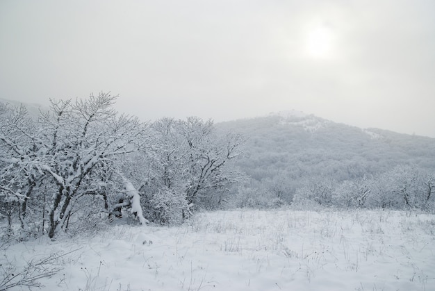 Foresta ghiacciata invernale con bellissimi alberi