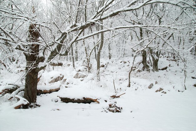 Foresta ghiacciata invernale con bellissimi alberi