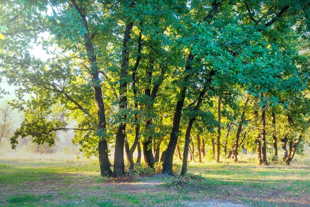 Foresta ghiacciata