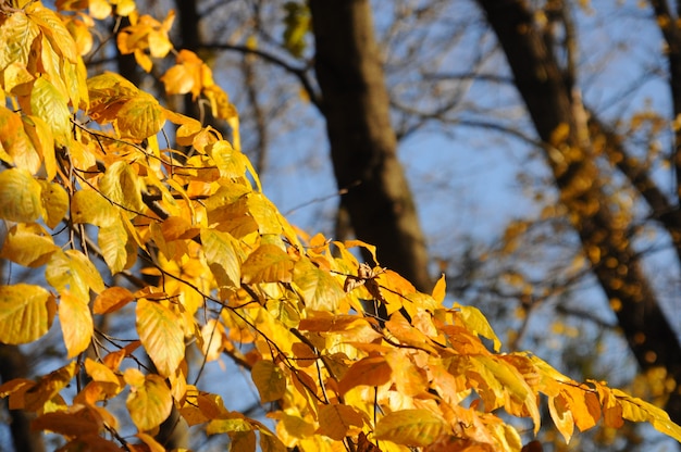 Foresta gialla d'autunno