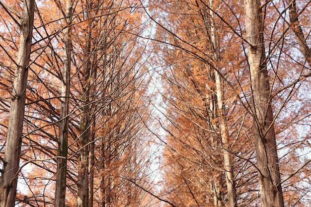 Foresta in autunno in Corea del Sud