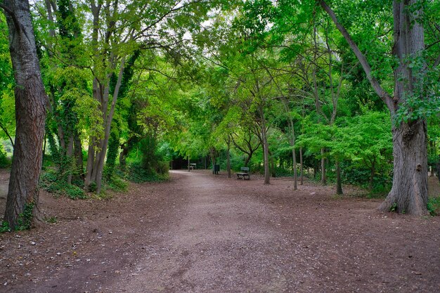 Foresta in autunno.