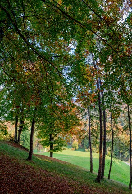 Foresta in autunno