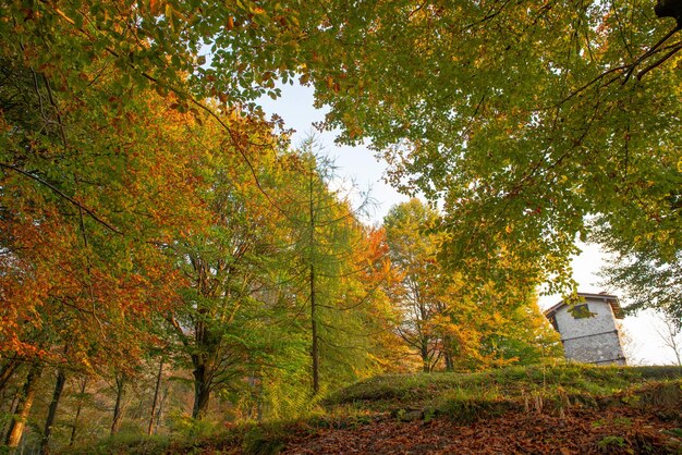 Foresta in autunno