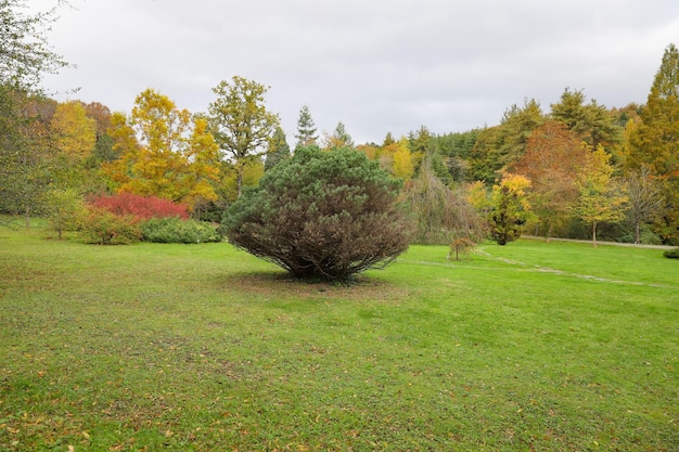 Foresta in autunno