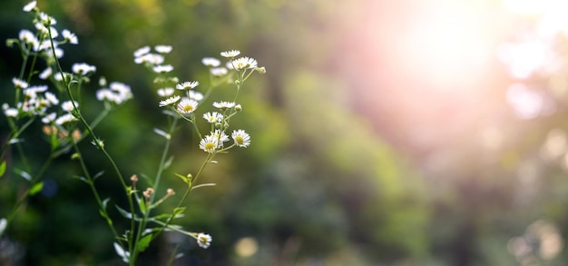 Foresta in estate con fiori bianchi selvatici su sfondo sfocato con tempo soleggiato