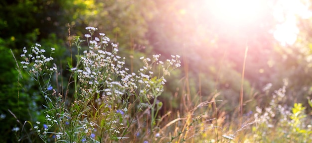 Foresta in estate con fiori bianchi selvatici su sfondo sfocato con tempo soleggiato